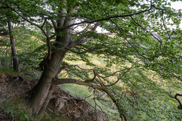 Buche am Hang im Thüringer Wald