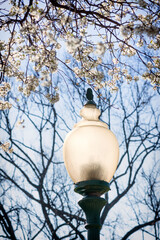 Street lamp with flower blooms and trees.