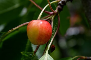 Obraz premium ripe cherries on the branches