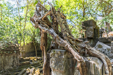 Beng Mealea temple ruins and banyan tree, the Angkor Wat style located east of the main group of temples at Angkor, Siem Reap, Cambodia.