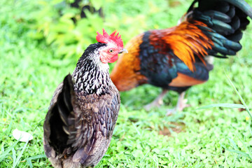 Colorful rooster in the park