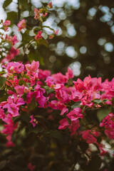 pink flowers in the garden