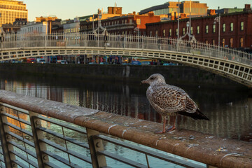 Baby seagull in the city, watching over a crowd of people crossing a bridge.
