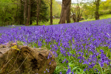 Beautiful Purple Summer Bluebell Flowers in a Field