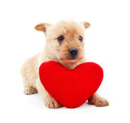 One little dog with a red heart.