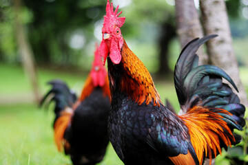 Colorful rooster in the park