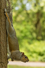 Cute Squirrel Climbing Down Tree Backwards Looking for Food and Predators