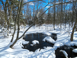 Winter in the Forest