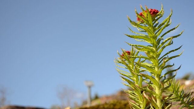 beautiful red and green rhodiola kirilowii plant in summer sunshine