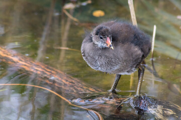 Cute Baby Moorhen Stands on Floating Log in British Pond. Fledgling wildlife takes to the water.