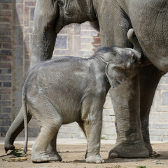 Elefant, Tiger und Co... - Wenige Wochen alter, säugender Elefant im Leipziger Zoo