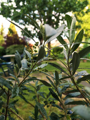 Olives growing on a small tree. Neutral, dim light. Closeup. Selective focus.