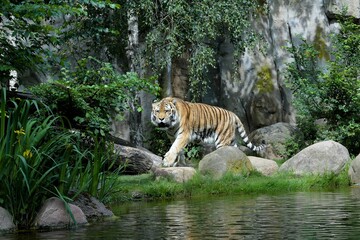 Stolzer Sibirischer Tiger im Leipziger Zoo