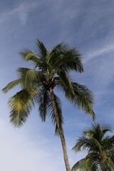 Fototapeta premium Tropical palm tree on a summer sky