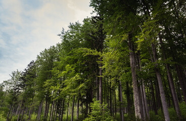 Moody woods in the Bavarian Forest with high trees, Großer Rachel, Germany
