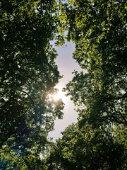 Sunlight shining through green tree tops