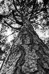 View from bottom of tree with detailed trunk and blurred branches