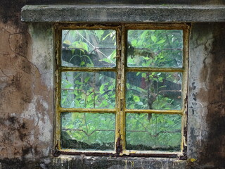 Old wooden window with view of jungle landscape