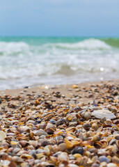 Seashells on the seashore. Sea waves. Coast