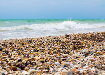Fototapeta na wymiar Seashells on the seashore. Sea waves. Coast