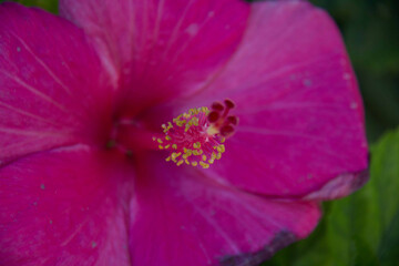Close up of Hibiscus flower