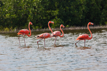 pink flamingos in the water