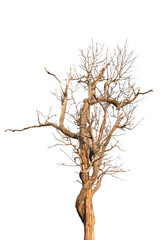 Dry branch of dead tree with cracked dark bark.beautiful dry branch of tree isolated on white background.Single old and dead tree.Dry wooden stick from the forest isolated on white background .