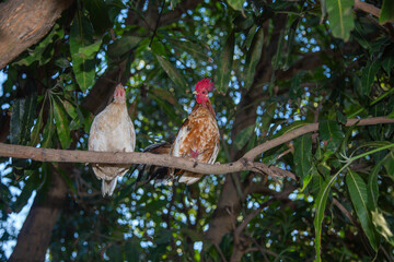 Rooster bantam chicken, Colorful red bantam chicken