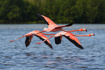 greater flamingo in flight © sfomchenkov