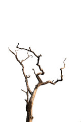 Dry branch of dead tree with cracked dark bark.beautiful dry branch of tree isolated on white background.Single old and dead tree.Dry wooden stick from the forest isolated on white background .