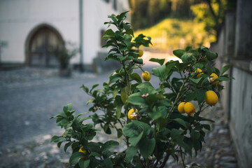 Obstbaum im Frühling