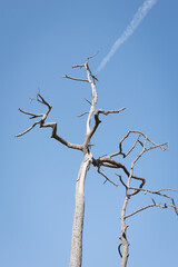 Dead branches of a tree.Dry tree branch.Part of single old and dead tree on blue sky background.Dry wooden stick from the forest isolated .