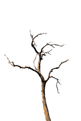 Dry branch of dead tree with cracked dark bark.beautiful dry branch of tree isolated on white background.Single old and dead tree.Dry wooden stick from the forest isolated on white background .