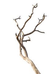 Dry branch of dead tree with cracked dark bark.beautiful dry branch of tree isolated on white...
