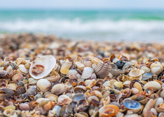 Fototapeta na wymiar Seashells on the seashore. Sea waves. Coast