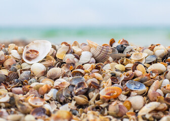 Seashells on the seashore. Sea waves. Coast