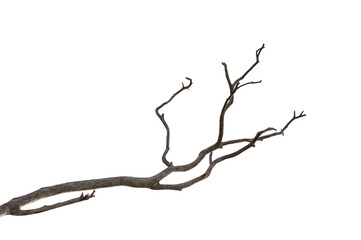 Dry branch of dead tree with cracked dark bark.beautiful dry branch of tree isolated on white background.Single old and dead tree.Dry wooden stick from the forest isolated on white background .