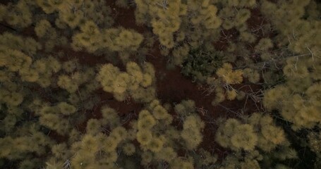 Woman trail running in forest, birds eye view, drone