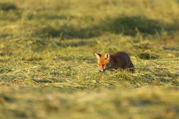 Fuchs bei der jagd