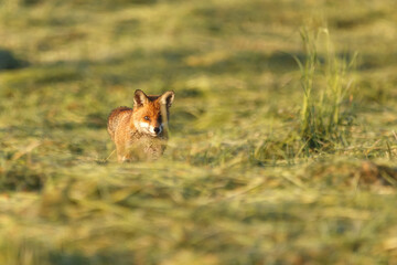 Fuchs bei der jagd