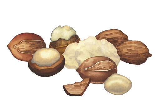 Watercolor bunch of dry shea nuts. Hand painted botanical design