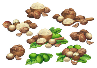 Collections of watercolor shea plants and butter inside the wooden bowls and spoons