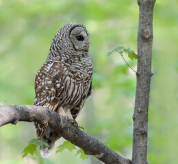 Barred Owl in Closeup Portrait in Spring on Green Yellow Background