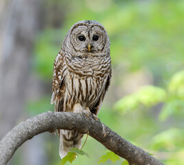 Barred Owl in Closeup Portrait in Spring on Green Yellow Background