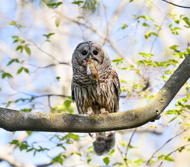 Barred Owl Caught a Chipmunk
