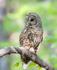 Barred Owl in Closeup Portrait in Spring on Green Yellow Background