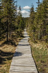 Fototapeta na wymiar Beautiful wooden pathway going through a coniferous forest. Spring autumn colors.Boardwalk path in the mountains.Healthy active lifestyle.Landscape view of nature reserve with trees and grass