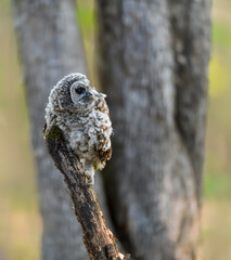 Newly Fledged Barred Owl Owlet on Log
