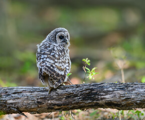 Newly Fledged Barred Owl Owlet on Log