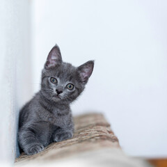 Little grey kitty resting and looking forward